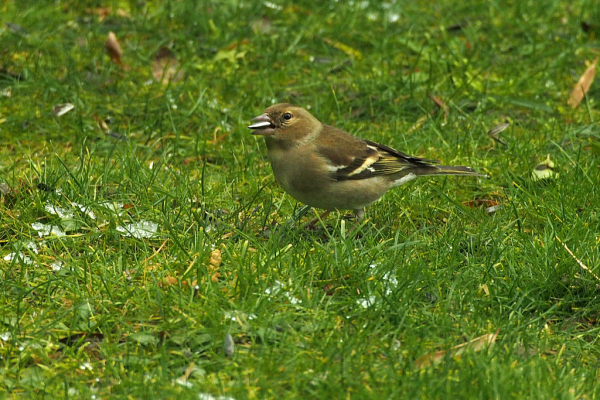Skaliertes Bild Fringillidae, Fringilla coelebs, Buchfink, Weibchen_2018_02_12--16-12-10.jpg 