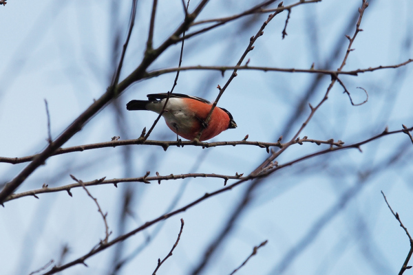 Skaliertes Bild Fringillidae, Pyrrhula pyrrhula, Gimpel_2018_01_29--15-39-55.jpg 