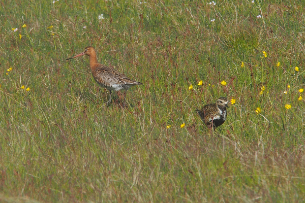 Skaliertes Bild Goldregenpfeifer und Uferschnepfe_2019_06_18--11-53-29.jpg 