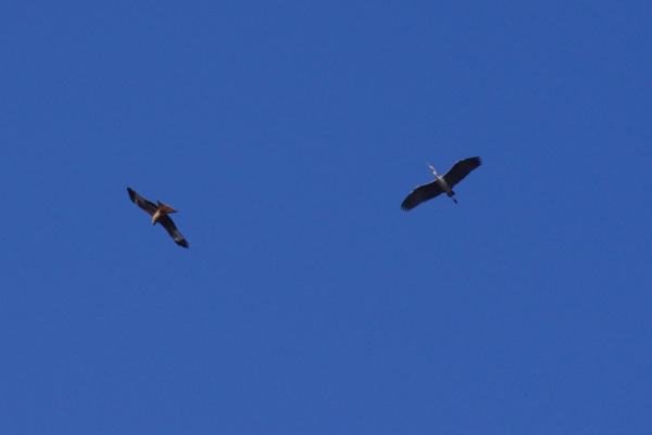Skaliertes Bild Graureiher und roter Milan_2011_04_15--08-38-46.jpg 