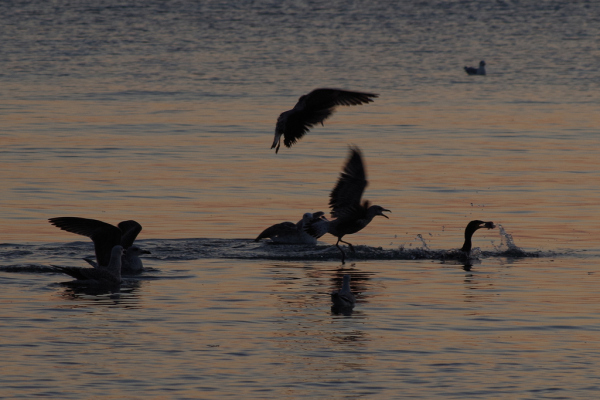 Skaliertes Bild Graureiher, Moewen und Kormoran bei Sonnenaufgang_2012_10_06--07-36-47.jpg 