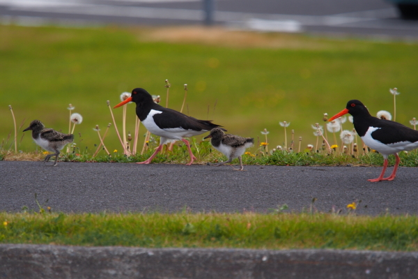 Skaliertes Bild Haematopodidae, Haematopus ostralegus, Austernfischer mit Kueken auf der Strasse in Olafsvik_2019_06_20--17-40-29.jpg 