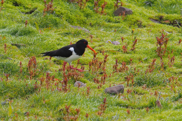 Skaliertes Bild Haematopodidae, Haematopus ostralegus, Austernfischer_2019_06_13--12-39-20.jpg 