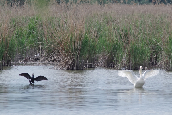 Skaliertes Bild Kormoran und Schwan breiten Fluegel aus_2014_05_10--10-29-42.jpg 