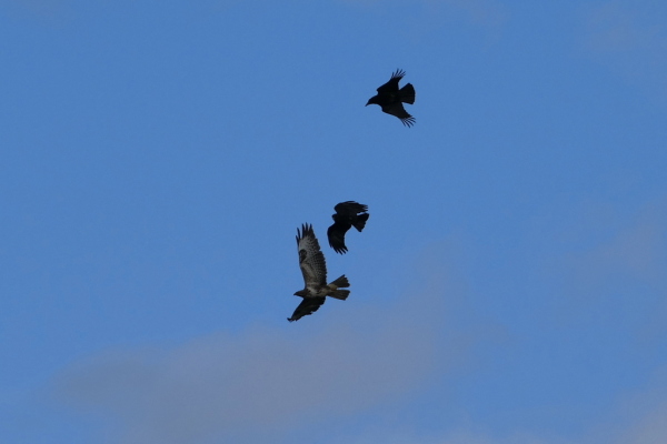 Skaliertes Bild Kraehen jagen einen Maeusebussard_2020_03_03--16-20-36.jpg 