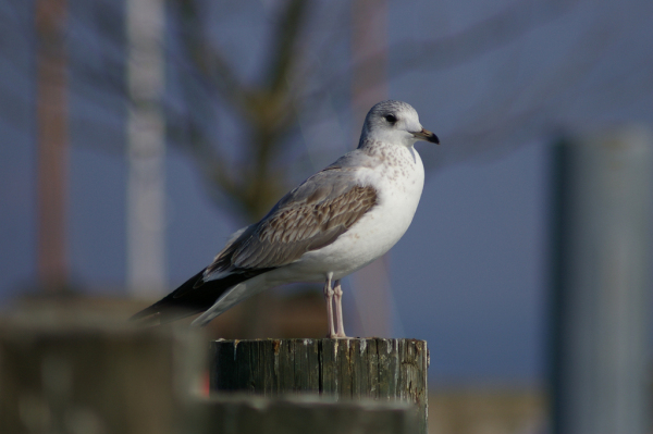 Skaliertes Bild Laridae, Larus argentatus, Silbermoewe_2006_02_11--12-39-32.jpg 