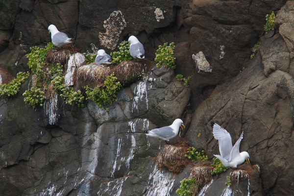 Skaliertes Bild Laridae, Rissa tridactyla, Dreizehenmoewen nisten_2019_06_13--12-14-51.jpg 