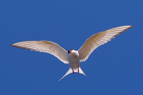 Skaliertes Bild Laridae, Sterna paradisaea, Kuestenseeschwalbe im Flug_2019_06_19--18-46-00.jpg 