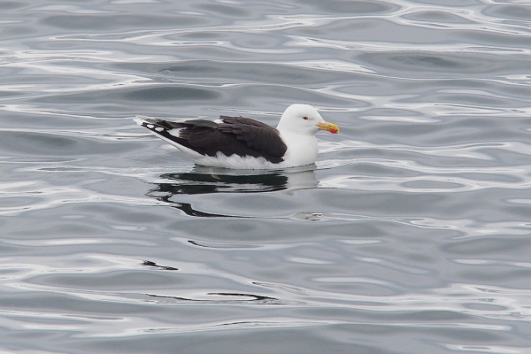 Skaliertes Bild Larus fuscus, Heringsmoewe_2019_06_17--15-58-02.jpg 