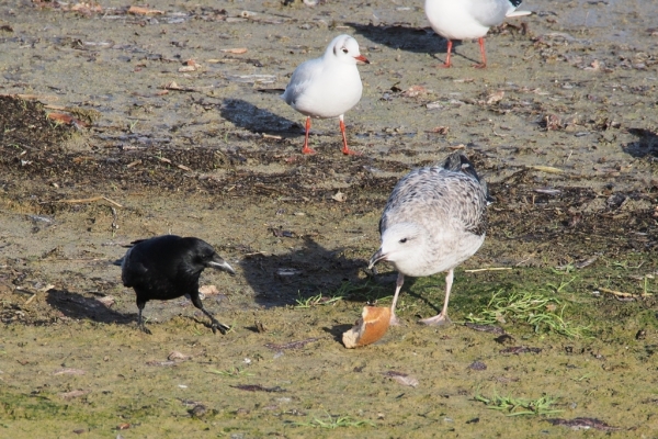 Skaliertes Bild Moewe streitet mit Kraehe um ein Stueck Brot_2015_12_12--13-03-52.jpg 