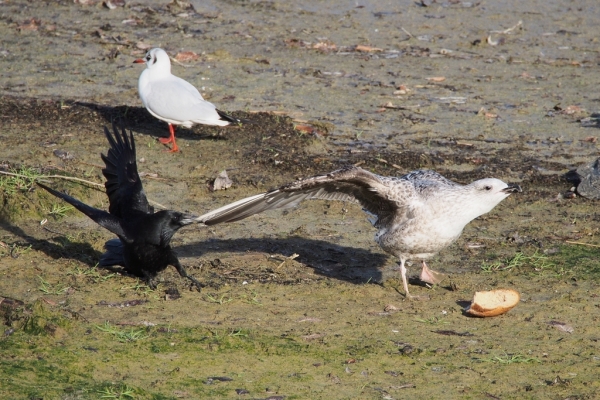 Skaliertes Bild Moewe streitet mit Kraehe um ein Stueck Brot_2015_12_12--13-04-10.jpg 