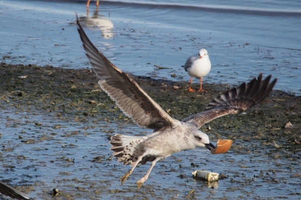 Skaliertes Bild Moewe streitet mit Kraehe um ein Stueck Brot_2015_12_12--13-04-32.jpg 