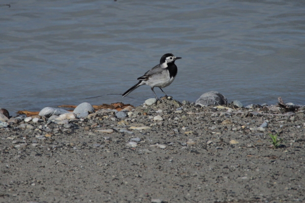 Skaliertes Bild Motacillidae, Motacilla alba, Bachstelze_2015_05_14--08-39-42.jpg 