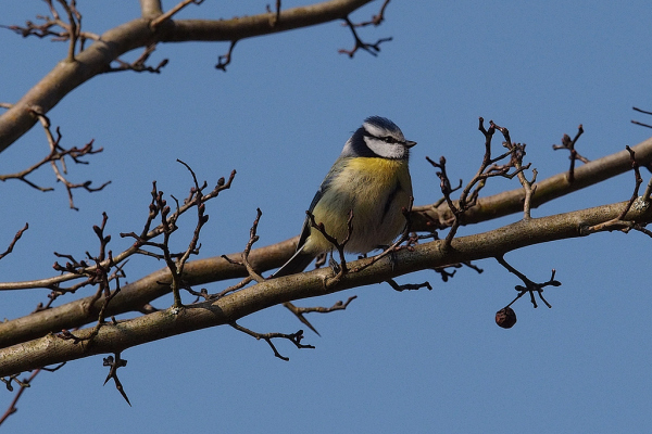 Skaliertes Bild Paridae, Cyanistes caeruleus, Blaumeise_2019_02_20--12-00-44.jpg 