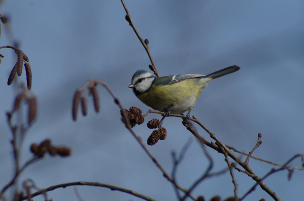 Skaliertes Bild Paridae, Parus caeruleus, Blaumeise_2012_11_08--15-00-34.jpg 