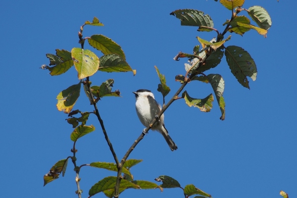 Skaliertes Bild Paridae, Poecile montanus, Weidenmeise_2017_10_31--12-55-05.jpg 