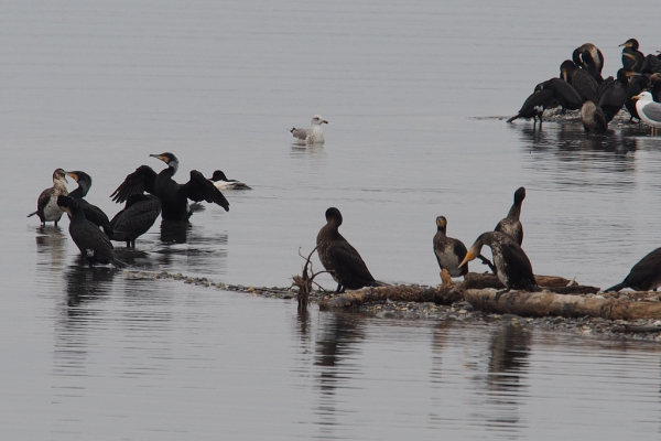 Skaliertes Bild Phalacrocoracidae, Phalacrocorax carbo, Kormorane in der Fussacher Bucht_2018_01_28--12-35-07.jpg 