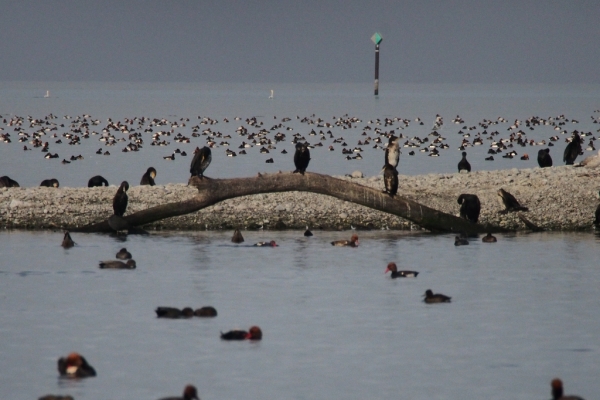 Skaliertes Bild Phalacrocoracidae, Phalacrocorax carbo, Kormorane_2015_11_06--10-04-44.jpg 