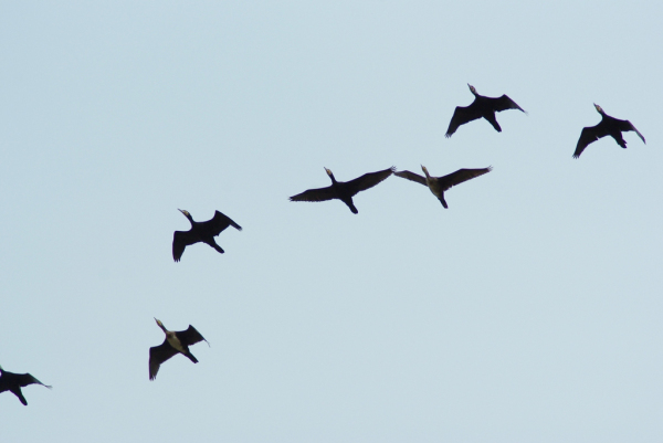 Skaliertes Bild Phalacrocorax carbo, Kormorane im Flug_2013_03_17--11-41-01.jpg 