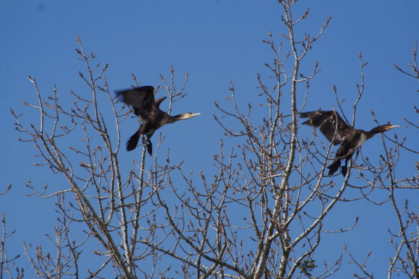 Skaliertes Bild Phalacrocorax carbo, Kormorane_2013_02_17--14-56-28.jpg 