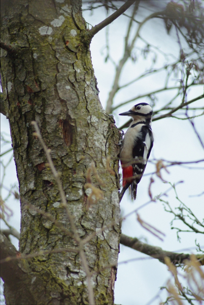 Skaliertes Bild Picidae, Dendrocopus major, Buntspecht_2013_03_17--11-50-17.jpg 
