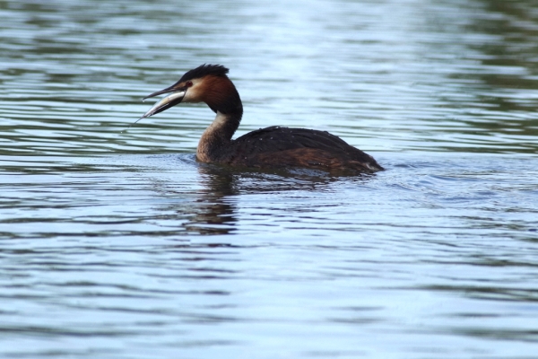 Skaliertes Bild Podicipedidae, Podiceps cristatus, Haubentaucher mit Fisch_2014_05_10--11-02-19.jpg 