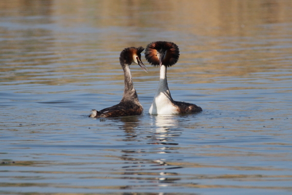 Skaliertes Bild Podicipedidae, Podiceps cristatus, HaubentaucherPodiceps cristatus, Haubentaucher bei der Balz_2015_04_24--09-10-59.jpg 