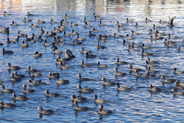 Skaliertes Bild Rallidae, Fulica atra, Blaesshuehner im Schwarm am Bodensee_2016_10_30--16-36-12.jpg 
