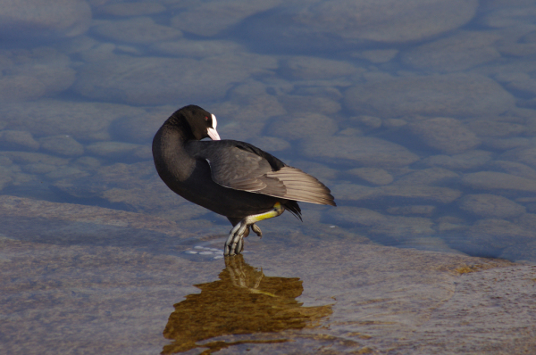 Skaliertes Bild Rallidae, Fulica atra, Blaesshuhn_2011_02_14--14-39-29.jpg 