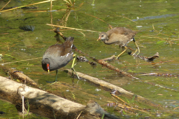 Skaliertes Bild Rallidae, Gallinula chloropus, Teichhuhn_2020_08_05--12-00-10.jpg 