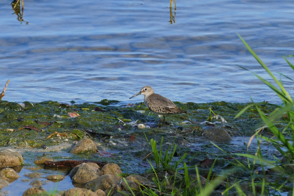 Skaliertes Bild Scolopacidae, Calidris alba, Sanderling_2019_10_12--15-59-54.jpg 