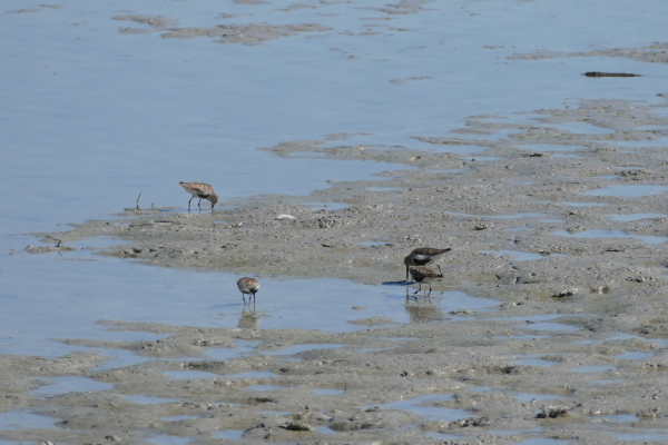 Skaliertes Bild Scolopacidae, Calidris alpina, Alpenstrandlaeufer_2017_08_07--10-59-57.jpg 