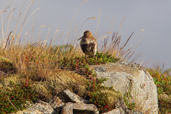Skaliertes Bild Scolopacidae, Calidris alpina, Alpenstrandlaeufer_2019_06_17--21-49-14.jpg 