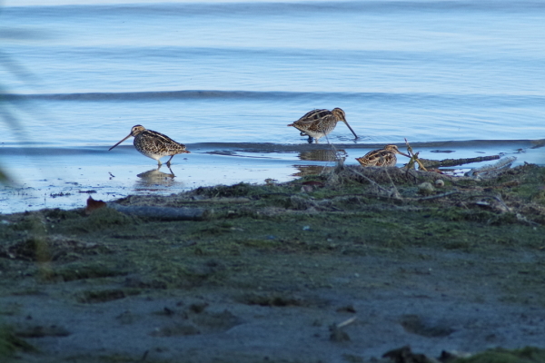Skaliertes Bild Scolopacidae, Gallinago gallinago, Bekassine_2016_10_30--15-59-46.jpg 
