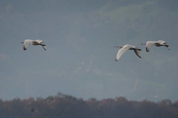 Skaliertes Bild Threskiornithidae, Platalea leucorodia, Loeffler am Bodensee, im Flug_2015_11_06--10-48-21.jpg 