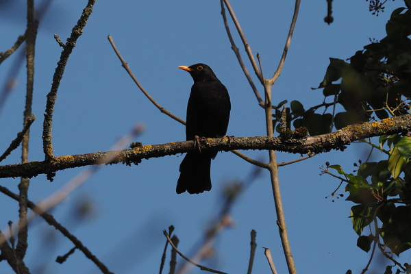 Skaliertes Bild Turdidae, Turdus merula, Amsel, Maennchen_2019_04_01--10-40-49.jpg 