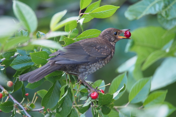 Skaliertes Bild Turdidae,_2016_06_11--05-08-36.jpg 