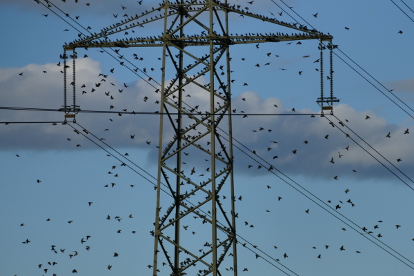 Skaliertes Bild Vogelschwarm_2016_10_02--16-49-33.jpg 