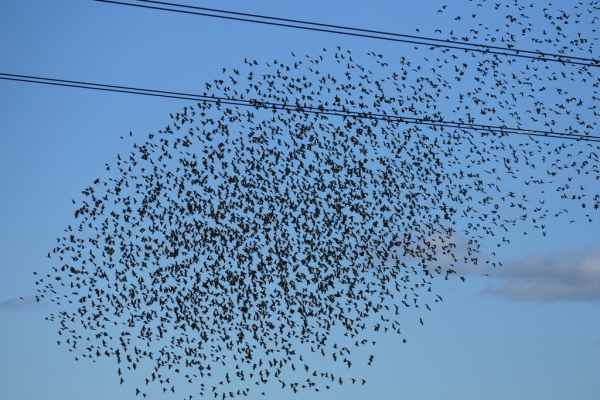 Skaliertes Bild Vogelschwarm_2016_10_02--16-53-08.jpg 