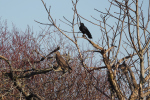 Vorschaubild Accipitridae, Buteo buteo, Maeusebusshard wird von Kraehe gestoert_2019_02_18--16-25-18.jpg 