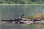 Vorschaubild Accipitridae, Haliaeetus albicilla, Seeadler_2018_08_13--09-51-42.jpg 