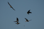 Vorschaubild Accipitridae, Milvus migrans, Schwarzmilane im Flug verlieren eine Maus_2020_08_08--10-46-54.jpg 