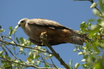 Vorschaubild Accipitridae, Milvus milvus, Rotmilan_2020_08_08--10-50-55.jpg 