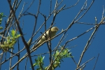 Vorschaubild Acrocephalidae, Acrocephalus schoenobaenus Schilfrohrsaenger_2013_05_18--10-54-57.jpg 