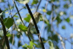 Vorschaubild Acrocephalidae, Acrocephalus schoenobaenus Schilfrohrsaenger_2017_08_07--10-53-07.jpg 