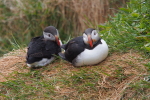 Vorschaubild Alcidae, Fratercula arctica, Papageitaucher_2019_06_13--13-13-36.jpg 