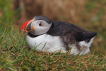 Vorschaubild Alcidae, Fratercula arctica, Papageitaucher_2019_06_13--13-14-47.jpg 