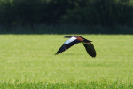 Vorschaubild Anaidae, Alopochen aegyptiaca, Nilgaens im Flug_2020_06_01--08-56-49.jpg 