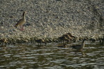 Vorschaubild Anatidae, Alopochen aegyptiaca, Nilgaense mit Jungen_2020_09_17--09-35-48.jpg 