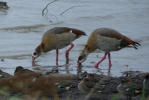 Vorschaubild Anatidae, Alopochen aegyptiaca, Nilgaense_2020_11_29--14-21-07.jpg 